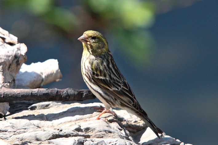 Verzellino femmina o giovane?